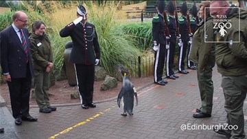 Chim cánh cụt được phong hàm thiếu tướng