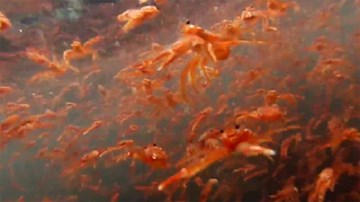 'Bão cua' khủng khiếp tấn công bờ biển Mỹ