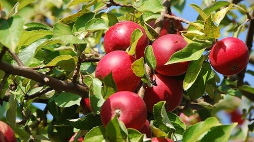 “Táo thần kỳ” ở Nhật Bản để 4 năm không thối, hỏng