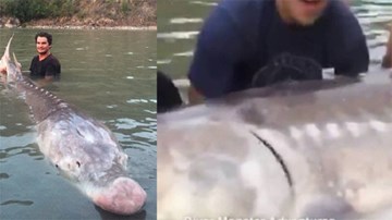 Bắt thuỷ quái 'khổng lồ' trên sông Fraser