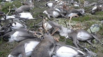 Sét kinh hoàng hạ sát hơn 300 con tuần lộc