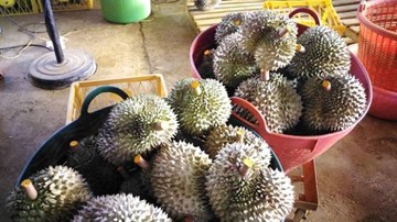 Giật mình với công nghệ ủ sầu riêng bằng…phân bón