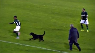 Chó vào sân rượt đuổi khiến cầu thủ chạy bán sống bán chết