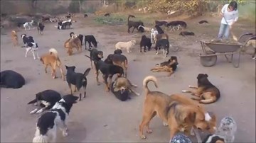 Người đàn ông nuôi 450 chú chó vô chủ ở Serbia