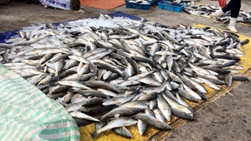 Lấy mẫu nước tìm nguyên nhân cá chết ở Tĩnh Gia, Thanh Hóa