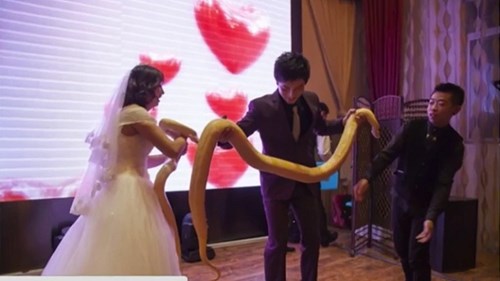 Cô dâu chú rể tặng nhau 2 con trăn trong ngày cưới