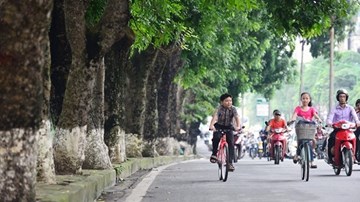 Người Hà Nội tiếc nuối hàng cây cổ thụ sắp bị chặt bỏ ven hồ Thủ Lệ