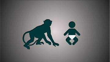 Bé 2 tháng tuổi suýt bị khỉ cái bắt cóc mang về nuôi thay khỉ con