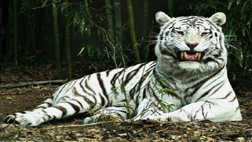 Hổ cắn chết nhân viên chăm sóc ở Bình Dương
