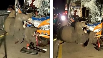 Thái Lan: Xe bus đấu đầu voi sổng chuồng, kết cục bi thảm