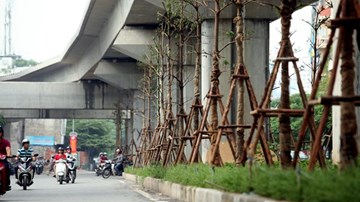 “Trồng cây xanh dưới đường sắt trên cao không ảnh hưởng đến hành lang an toàn đường sắt”