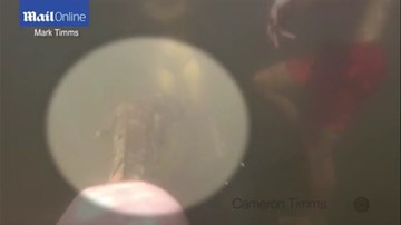 Hoảng hồn clip cá sấu lén bơi theo gia đình, cắn bụng bé trai 14 tuổi