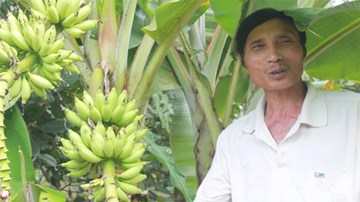 Đổ xô đi xem cây chuối trổ 2 buồng ở Đồng Nai