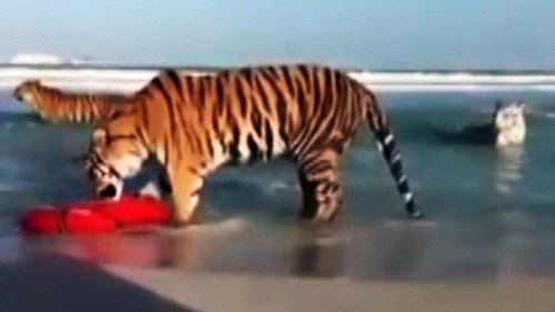 Chỉ có ở Dubai: Cả đàn hổ vằn cùng đi...tắm biển