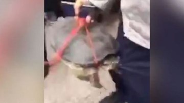 Đau đớn vì bị ba ba cắn chặt “của quý” quyết không nhả