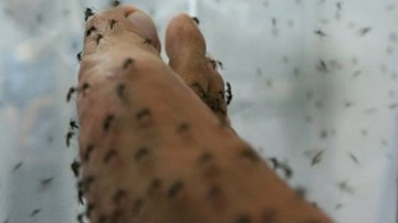 Kinh hoàng muỗi kéo đàn dày đặc, tấn công người ở Bạc Liêu