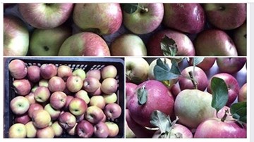 Táo đá Hà Giang: Siêu lừa hàng Tàu, tung hoành Bắc Bộ