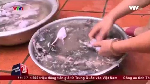 Rùng mình cơ sở thu gom giết mổ thịt chuột
