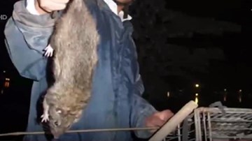 Đây mới thực sự là nguồn gốc của món thịt chuột