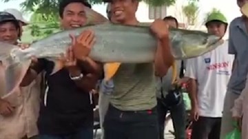 Cận cảnh “thủy quái sông Đà” mắc câu cần thủ Hải Phòng