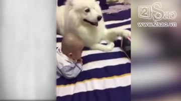 Chú chó cầm điện thoại cho em bé xem hoạt hình