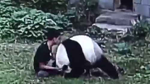 Thể hiện với bạn gái, vật nhau với gấu trúc và cái kết
