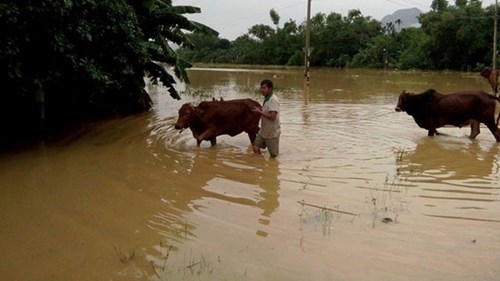 Hơn 4.000 hộ dân Quảng Bình ngập chìm trong lũ