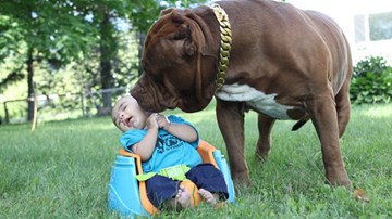 Cặp vợ chồng trẻ để chó pitbull 76kg trông con 3 tháng tuổi