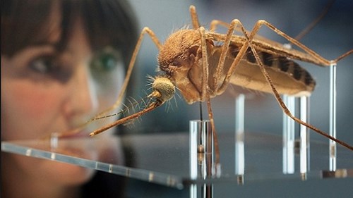 Thai phụ cần làm gì khi dịch Zika bùng phát?