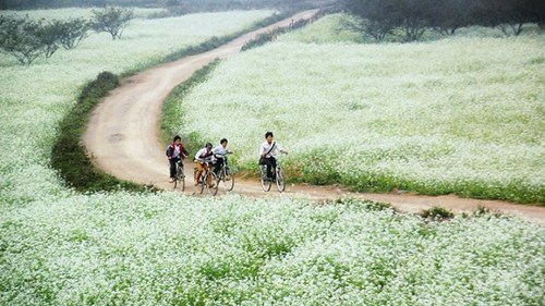 Thiên đường hoa trong gió lạnh đầu mùa