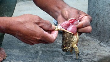 3 mẹ con tử vong sau khi ăn cháo cóc