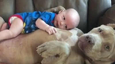 Chó khổng lồ dỗ trẻ em dịu dàng như người mẹ