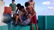 Truy tìm nhóm ngư dân sát hại cá heo ở Phú Quốc