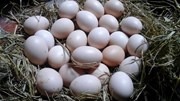 Chọn và bảo quản trứng gà tươi ngon đúng cách
