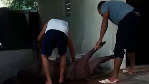 Lợn chết thối được 'phù phép' thành 'đặc sản' lợn mán