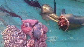 Xác định được nhóm ngư dân chặt đầu, mổ bụng cá heo