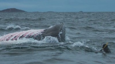 Thót tim với cảnh tượng cá voi 16 tấn suýt nuốt chửng thợ lặn