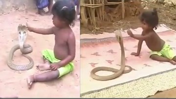 Bé gái Ấn Độ tay không tóm cổ rắn hổ mang chúa