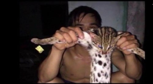 Thanh niên sát hại mèo rừng quý hiếm rồi khoe lên Facebook bị điều tra