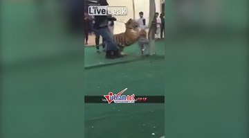 Kinh sợ cảnh bé gái bị hổ tấn công