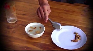 Chuyên gia: Hóa chất thương lái dùng 'phù phép' nhộng là chất độc, uống chết ngay