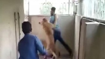 Lớn mật vuốt ve sư tử và cái kết hoảng loạn