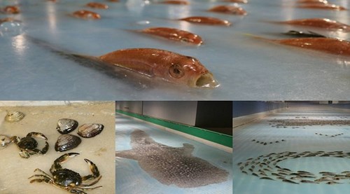 Hãi hùng sân trượt băng trở thành mồ chôn hàng nghìn con cá chết