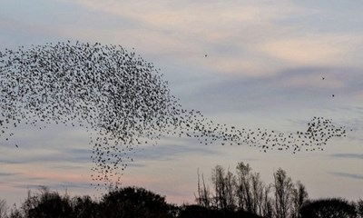 Choáng ngợp cảnh đàn chim sáo đá 14.000 con bay thành hình khủng long ngoạn mục