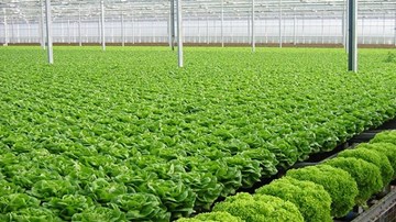 Mô hình trồng rau sạch theo công nghệ Nhật Bản có gì khác biệt?