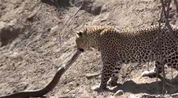 Báo gấm ra đòn 'sát thủ' với trăn khủng