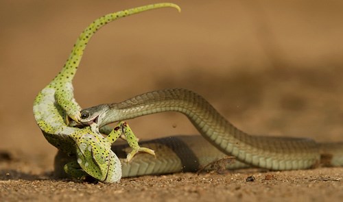 Rắn độc boomslang nuốt chửng tắc kè hoa
