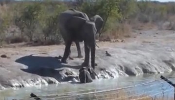 Cả đàn voi chật vật giải cứu voi con sa lầy