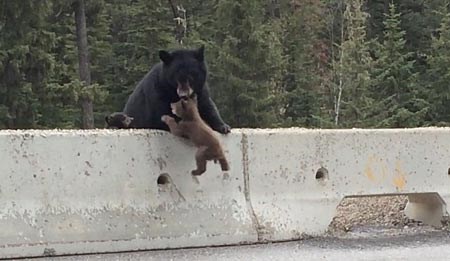 Gấu mẹ hoảng hốt cứu con lạc vào đường cao tốc