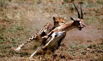 Tăng tốc 110km/h, báo Cheetah tóm gọn linh dương